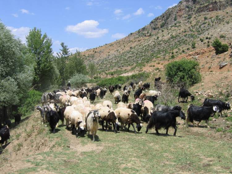 Rüyada Keçi Sürüsü Görmek Rüya Tabirleri ve Yorumları