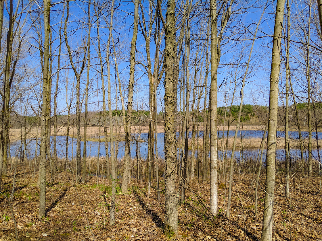 Lake through bare trees