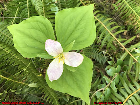 Trillium Blossoms in Kings Mountain Hike