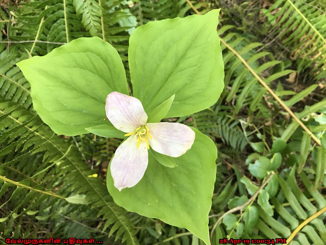 Trillium Blossoms in Kings Mountain Hike