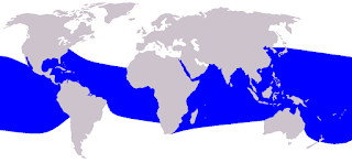 Dönücü yunus doğal yaşam alanı haritası