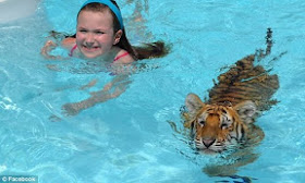 Berenang bersama harimau