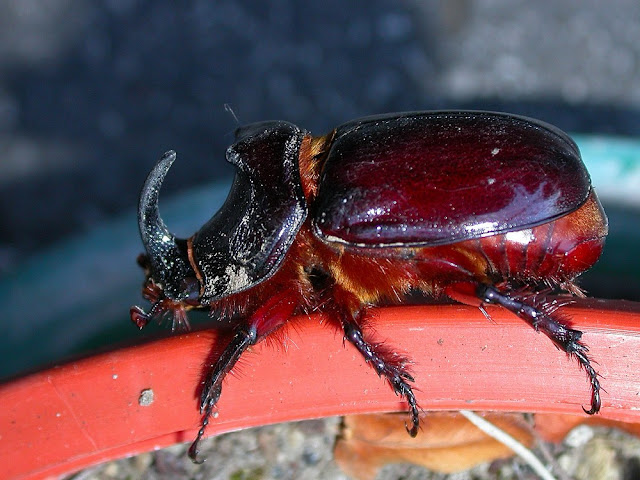 Oryctes nasicornis Oryctes nasicornis