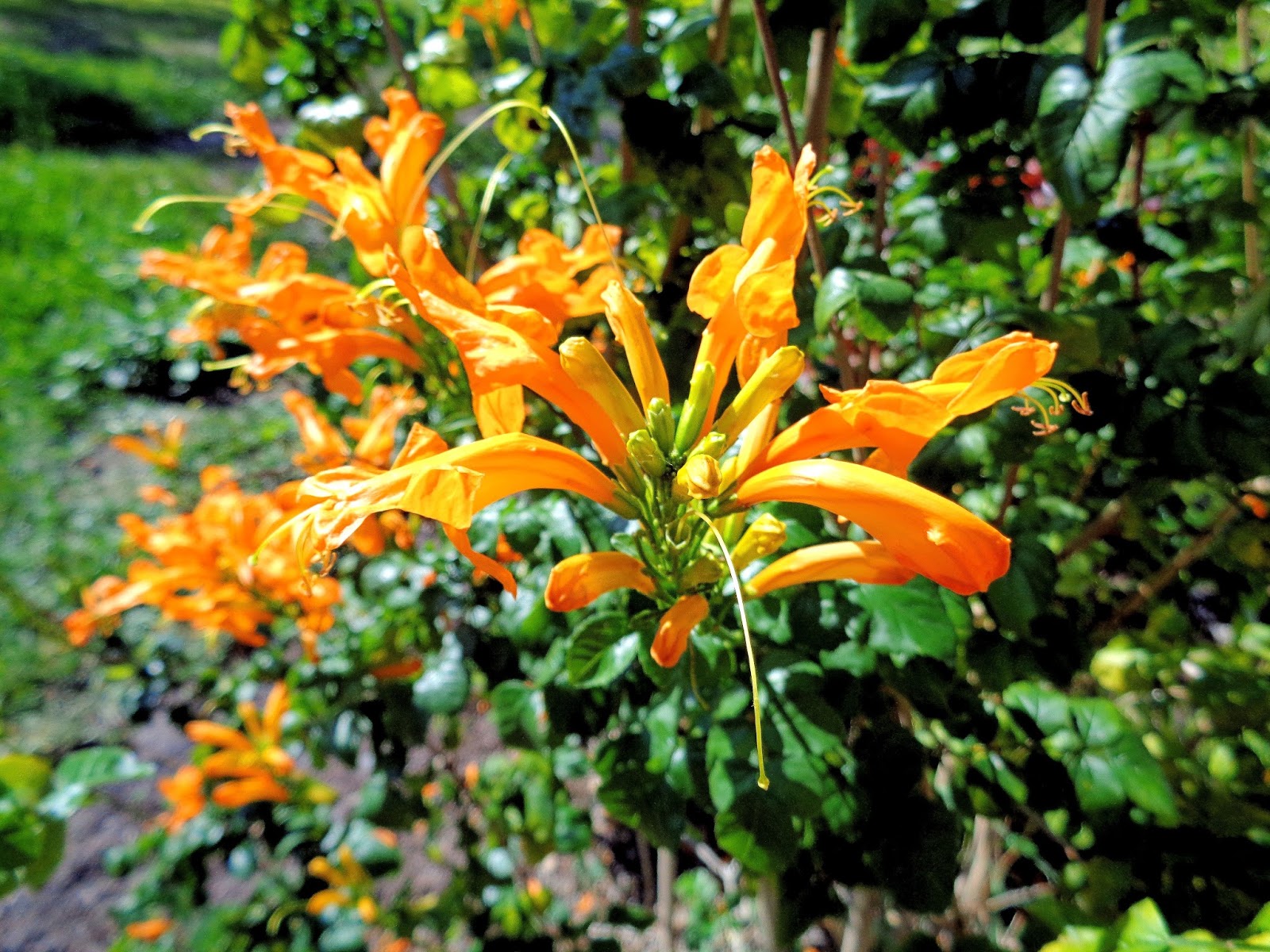 Practical Gardening Cutting And Disposing Thorny Plant Branches
