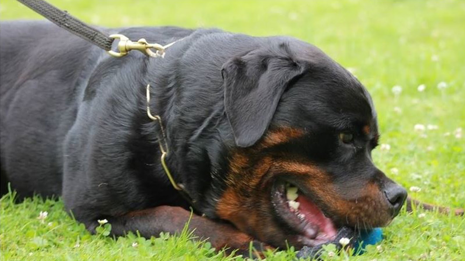 10 Most Expensive Dogs in the World Explore the Facts