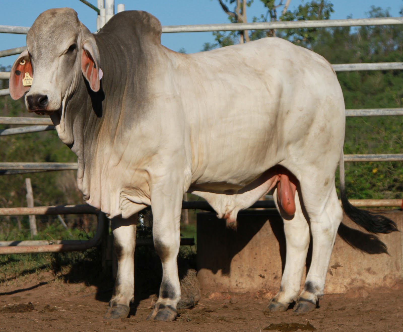Lindley Park Brahmans