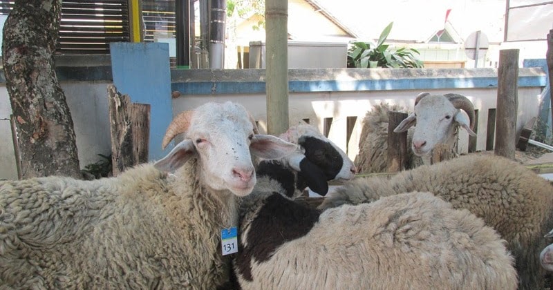 Doa Menyembelih qurban | qurban jogja | 081390512085