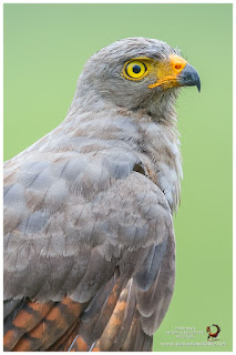 Roadside Hawk (Rupornis magnirostris)