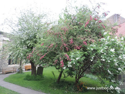 Pink and White Hawthorn Blossom, Holy Trinity Church, York Pink and White Hawthorn Blossom, Holy Trinity Church, York