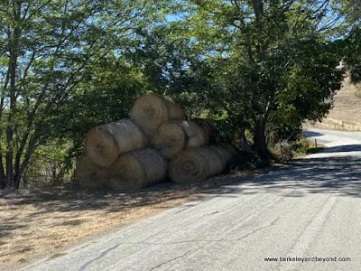 rolled bales of hay along Santa Rosa Creek Road in Cambria, California