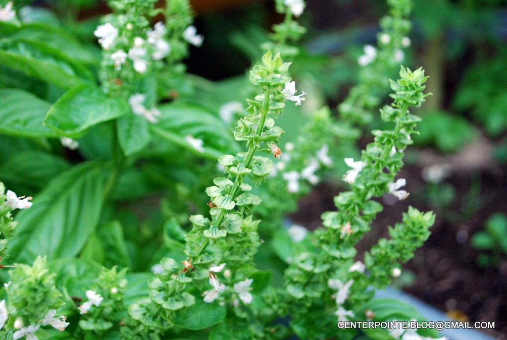 Centerpointe Communicator Basil bashing and bacteria