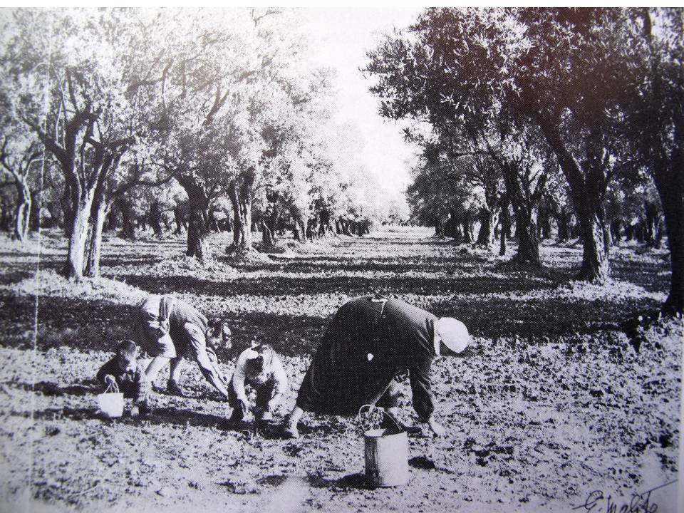 francesca canino stampalibera sila 1950 assalto al latifondo
