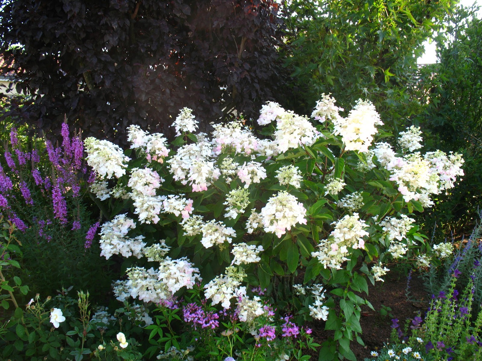 Roses Du Jardin Cheneland Hydrangea Paniculata Unique