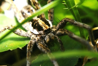 Fotos arañas Lycosa argentinas (Lycosa cosquin, la Lycosa pampeana y Lycosa pardalina). 
