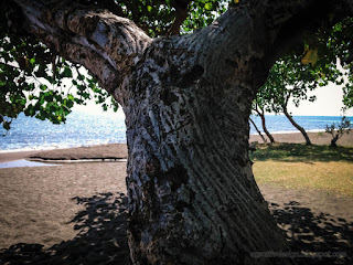 Big Tree Trunk Of Shade Tree Hibiscus Tiliaceus On Tropical Beach At The Village On A Sunny Day Seririt North Bali Indonesia