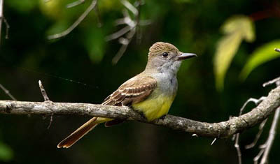 Photo of Great Crested Flycatcher on branch Photo of Great Crested Flycatcher on branch