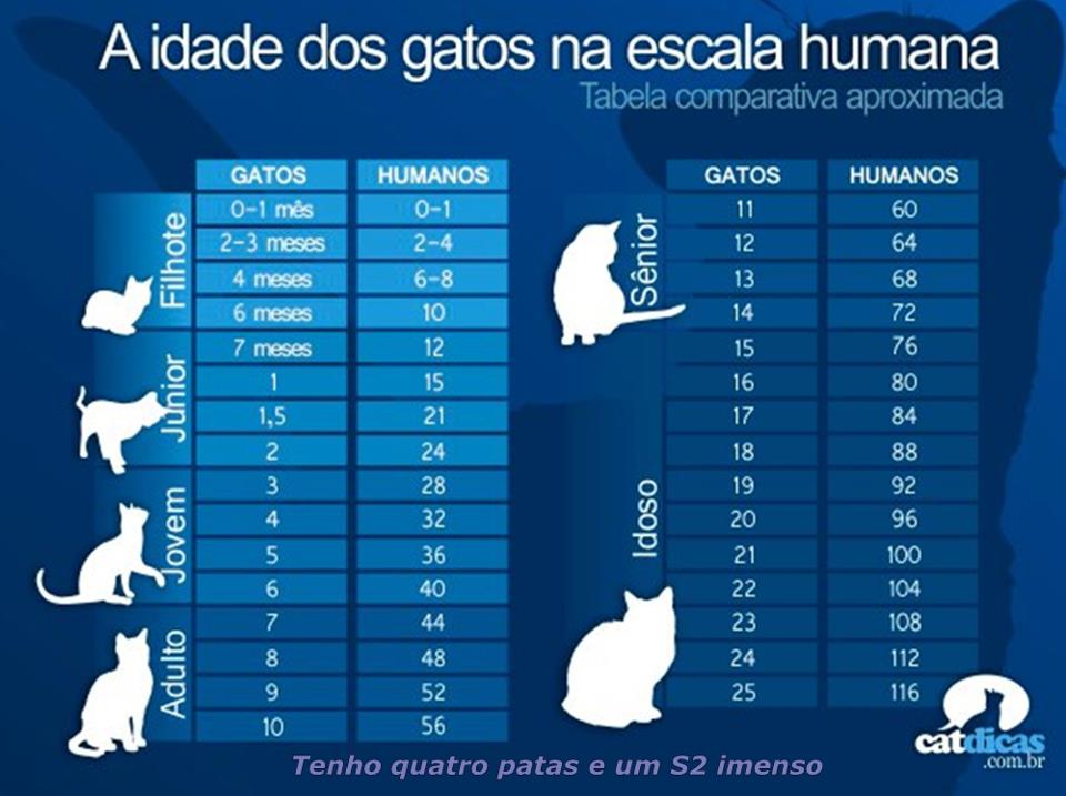 Tudo Roch Como saber a idade do seu gato? Tudo Roch Como saber a idade do seu gato?