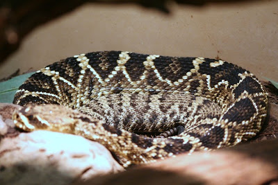 Reptiland, Allenwood PA : Snake :: All Pretty Things