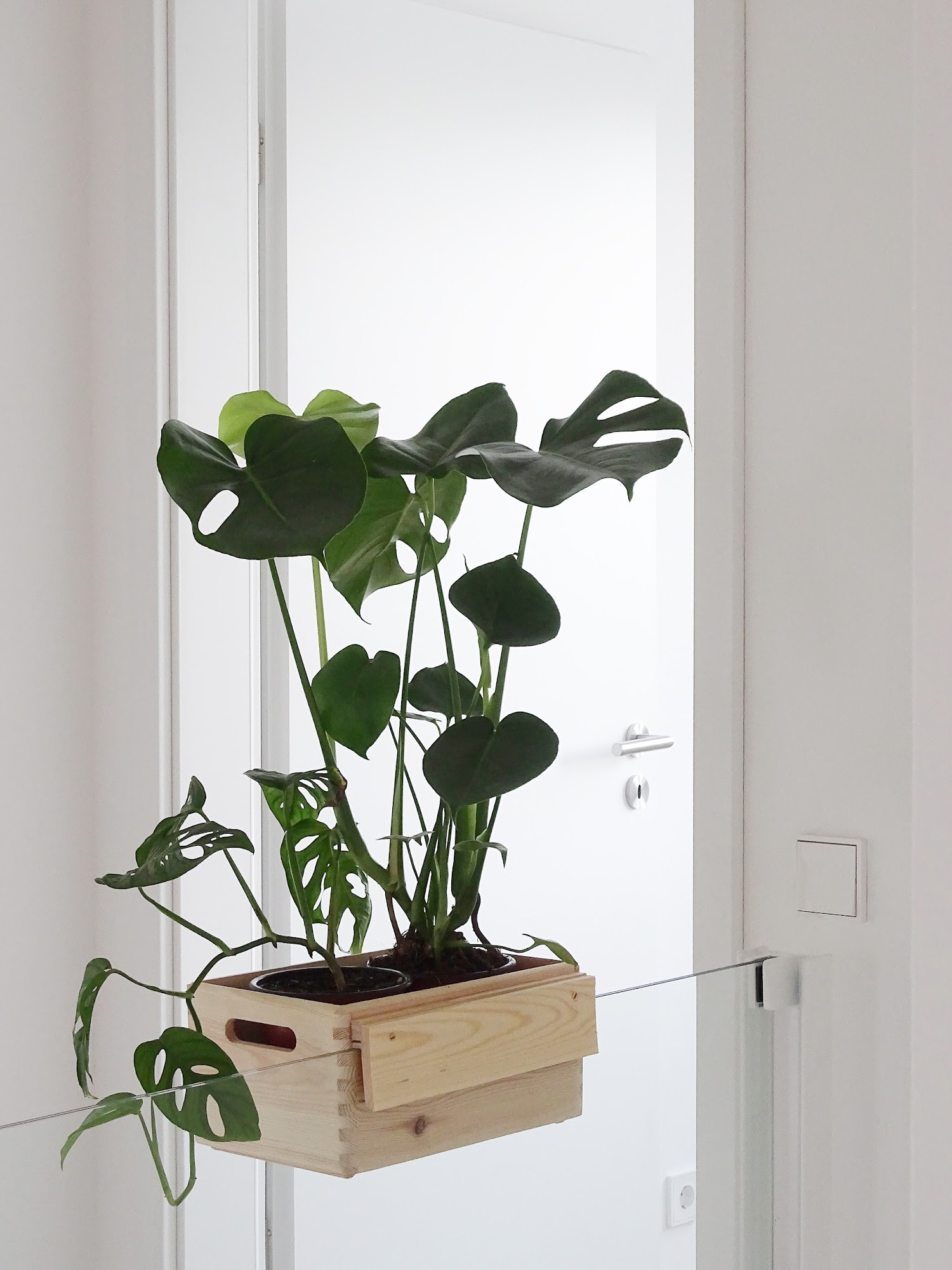 DIY-Blumenkasten zum Aufhängen an Treppengeländern und Galerien plus Pflegetipps und Informationen zur Monstera-Pflanze | https://mammilade.blogspot.de DIY-Blumenkasten zum Aufhängen an Treppengeländern und Galerien plus Pflegetipps und Informationen zur Monstera-Pflanze | https://mammilade.blogspot.de