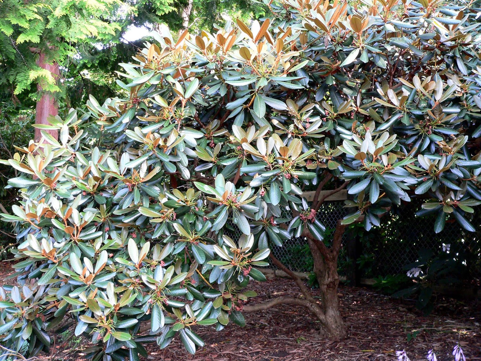 Rhododendron fulvum Cinnamoncoloured Rhododendron care and culture