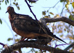 Photograph of dark brown dove in Burnet County, Texas, taken September, 2011.