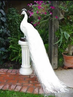  Ayam  Hias Mahasvin Jual Merak Putih White Peacock legal 