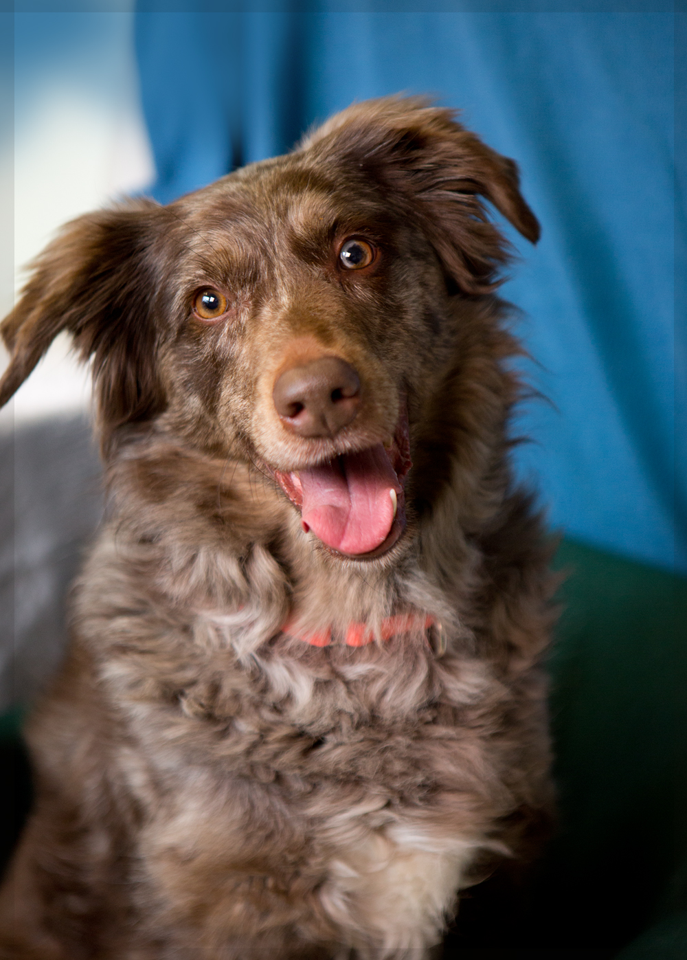 Shelter Dogs of Portland "MAPLE SYRUP" Happy adoption update sweet