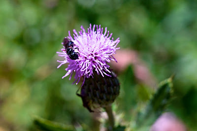 sony nex e-mount macro extension tube