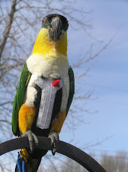 suit bird flight diaper