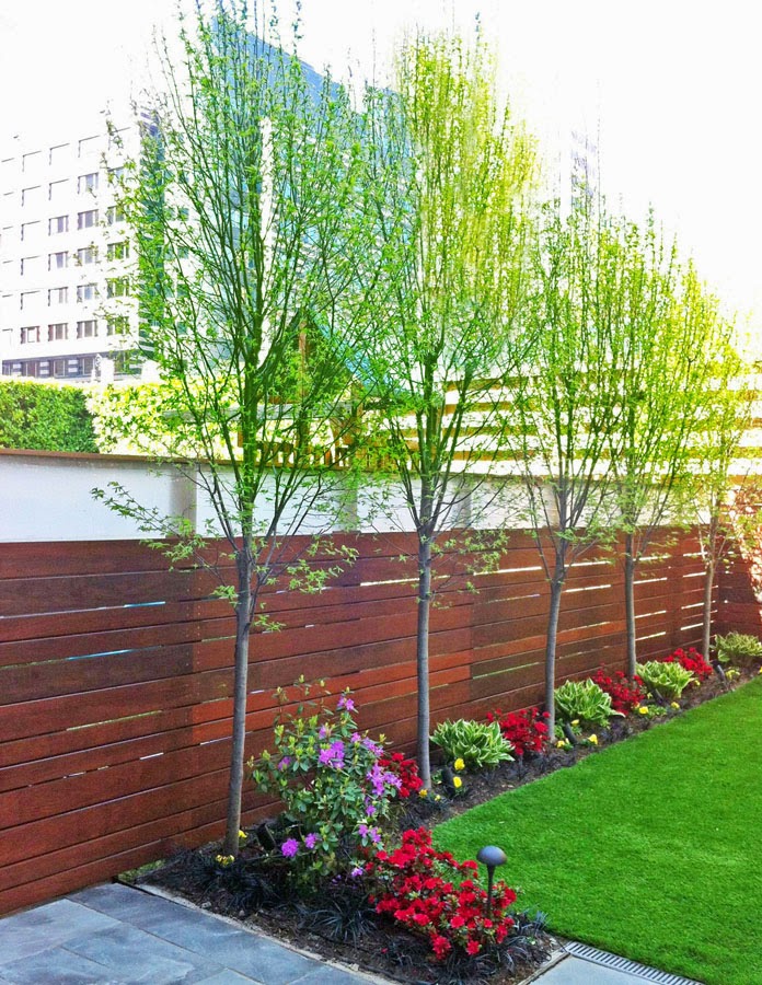 brownstone fence,townhouse rear yard,asian design fence,horizontal IPE fence,custom fence company,NYC fence builder,landscape design townhouse,rear yard garden,row of hornbeam,American hornbeam,azalea in bloom,artificial turf installers,synthetic grass company,NY synlawn,Manhattan wood fence 