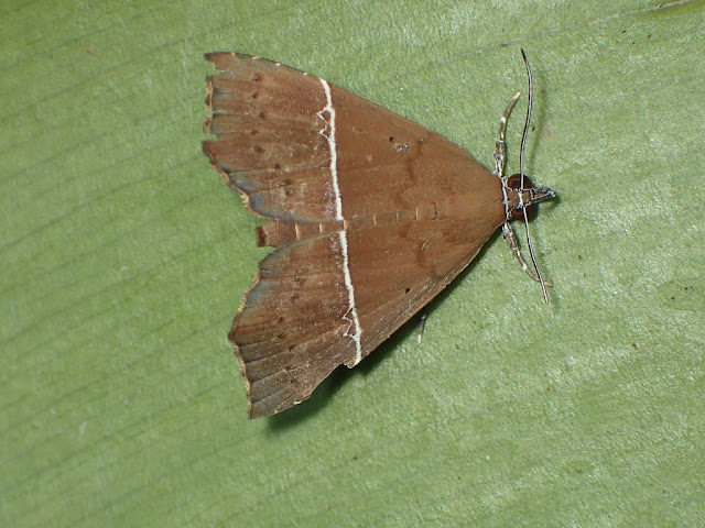 Catada vagalis Catada vagalis