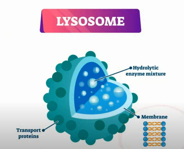 Function of Lysosomes MooMooMath and Science