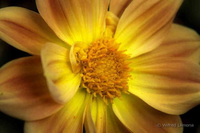 Fotografías artísticas de flora. Flor F00447 de Wifred Llimona en La Llimona foto