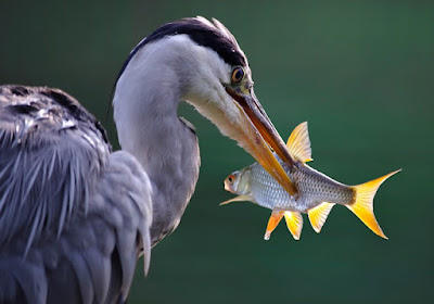 2000 Gambar Burung Pemakan Ikan Terbaik Gambar Id