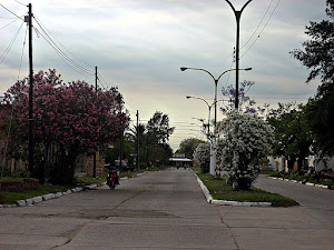 Laureles florecidos en Av. 9 de julio