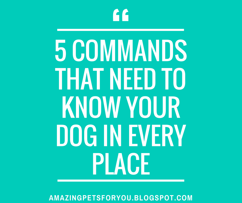 5 Commands Dogs Need To Know In Every Place | Dogs Training Tips