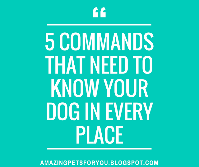 5 Commands Dogs Need To Know In Every Place Dogs Training Tips