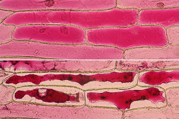 onion cell