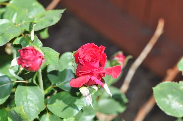 roses coloradoviews.filminspector.com