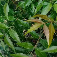 নিম পাতা,Best Benefits Of Neem Leaves In Bengali