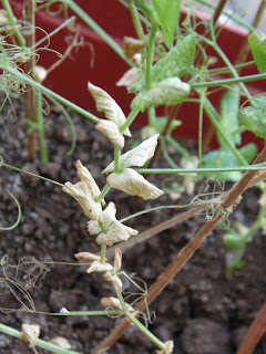 Fungi affecting leaves starting at bottom 