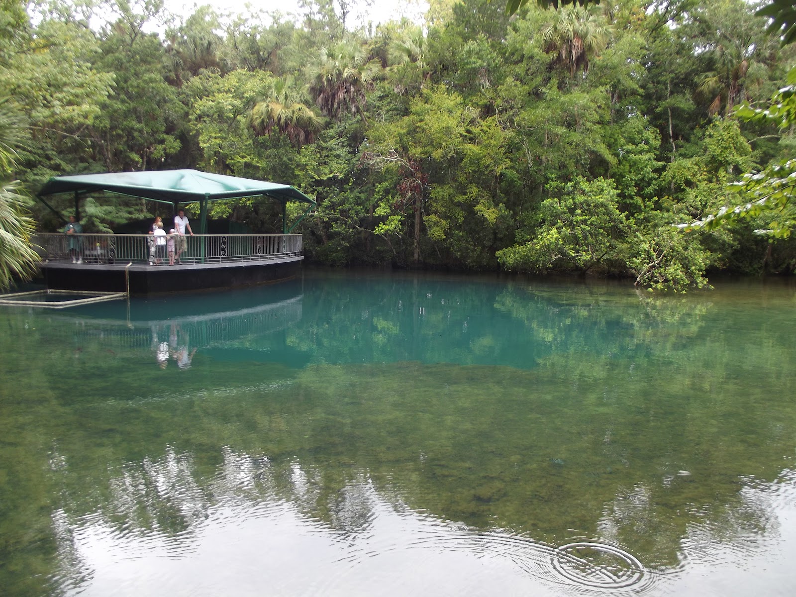 Biological Tales from the Brine Queen: Homosassa springs wildlife state