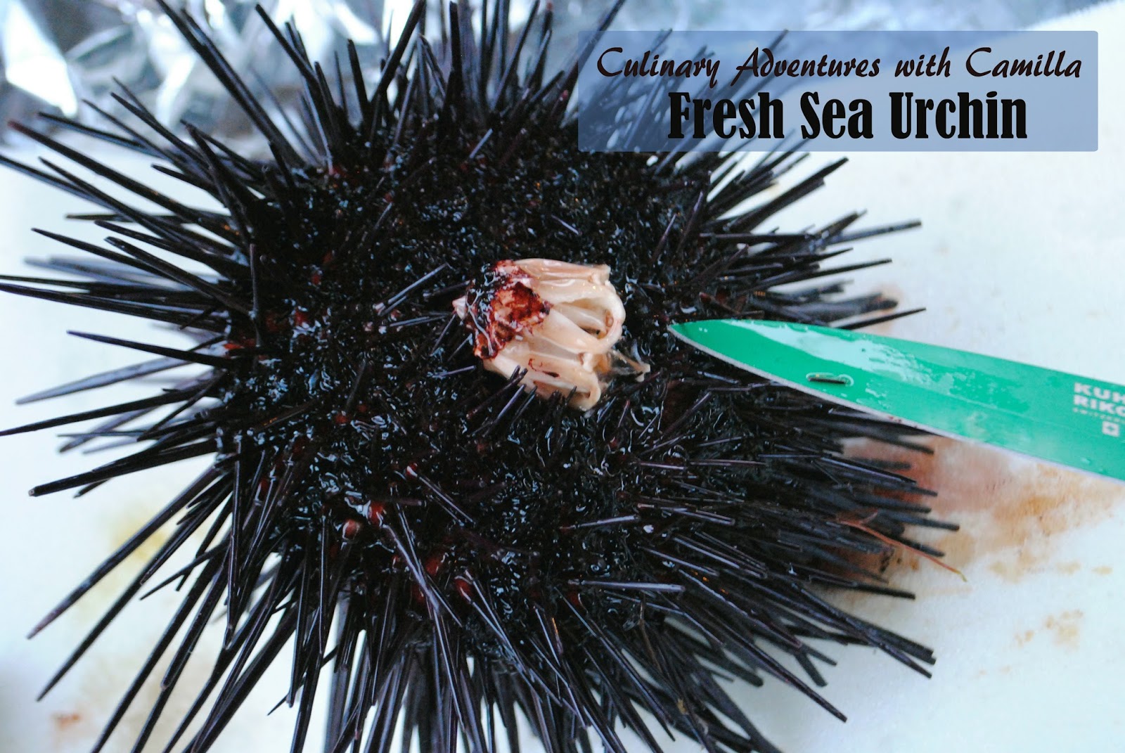 How to Cleaning a Sea Urchin