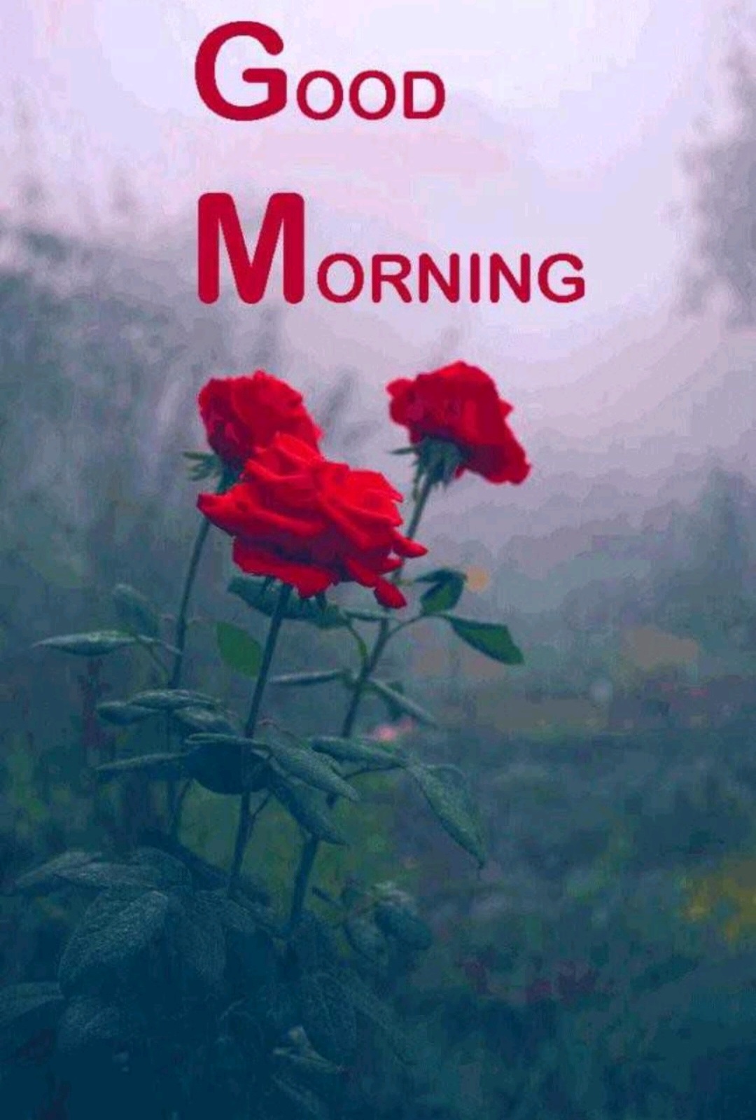 25 Good Morning Images With Flowers Hd Photos Download