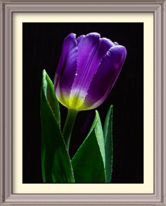 анимация цветы тюльпаны. тюльпаны анимация. тюльпаны гиф. анимационные цветы тюльпаны. анимационные тюльпаны.