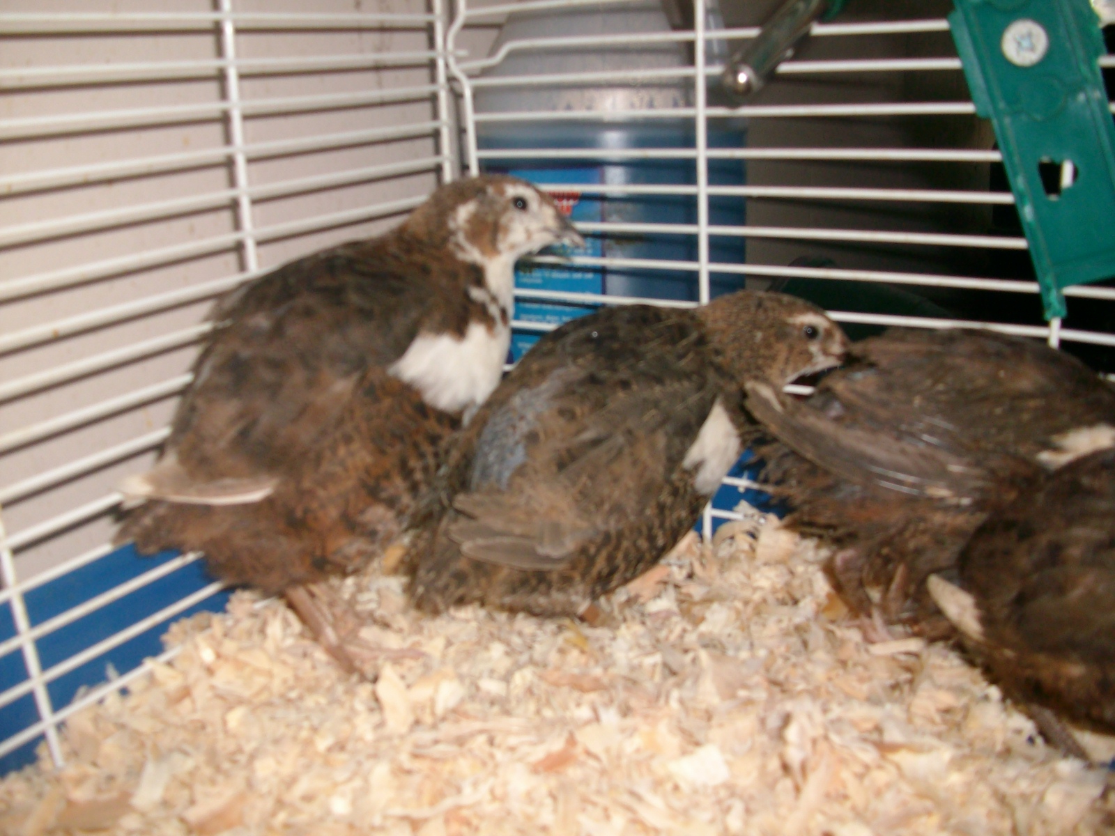 My Button Quail Adventures!!! New additions to my quail addiction!^_^