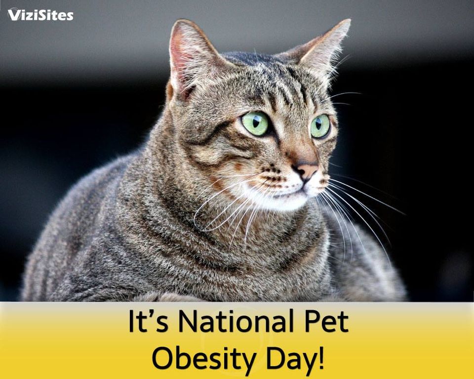 National Pet Obesity Day Wishes Images