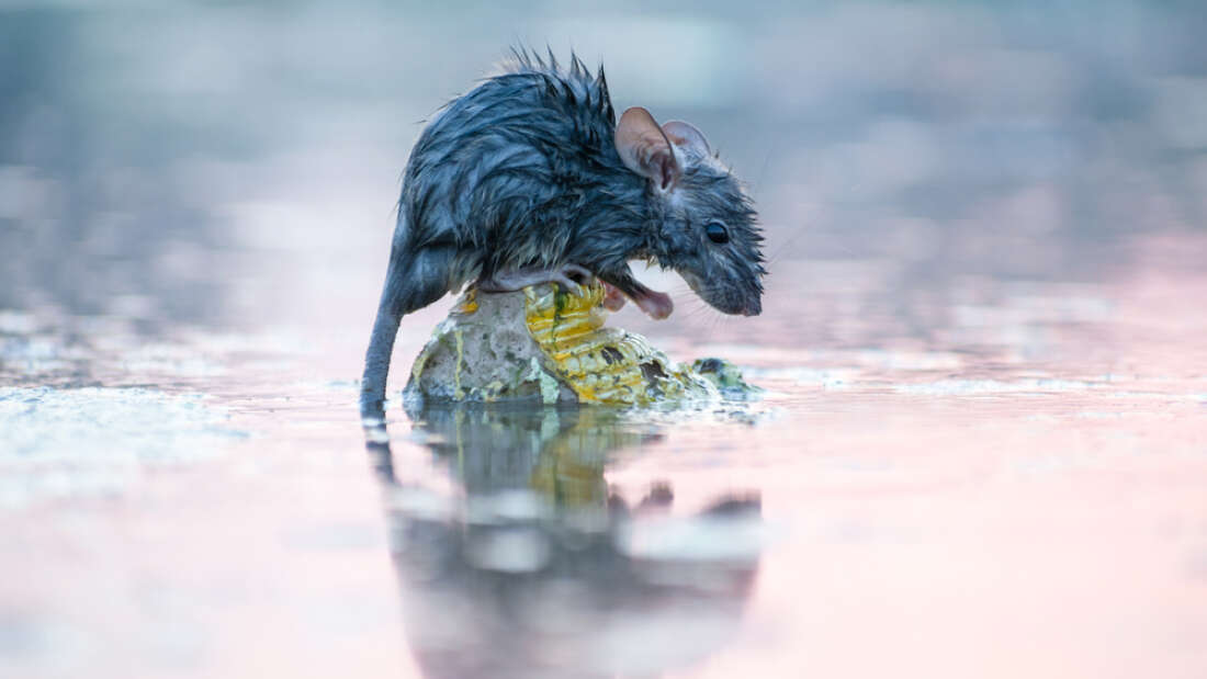 Мокрая крыса. Мокрый мышонок. Мокрая крыса. Мокрая мышь. Мокрый мышонок.