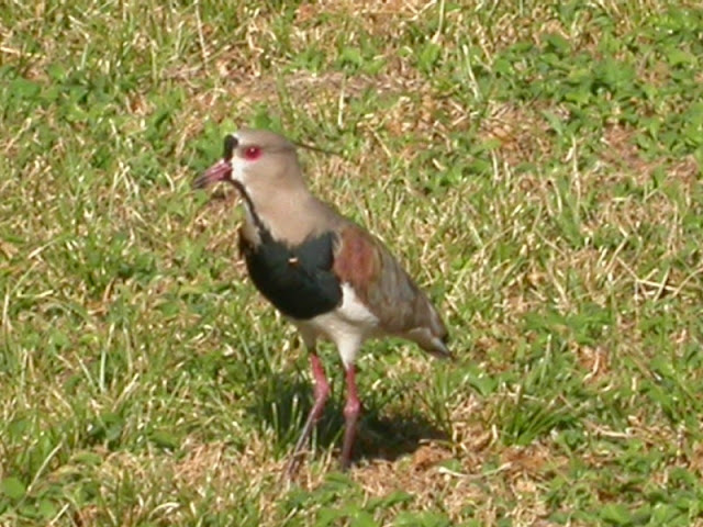 Vanellus chilensis Vanellus chilensis