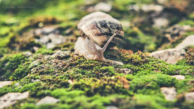 lumaca, snail, pioggia, rain, Natura Ischia, foto Ischia, Macro Ischia, 